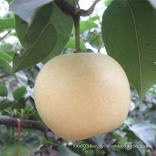 New Season High Quality Golden Pear
